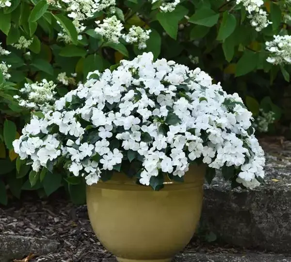 Бальзамин Бикон Белый - Impatiens Beacon White, Impatiens walleriana - Фото №4
