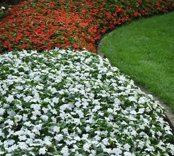 Бальзамин Бикон Белый - Impatiens Beacon White, Impatiens walleriana - Фото №5