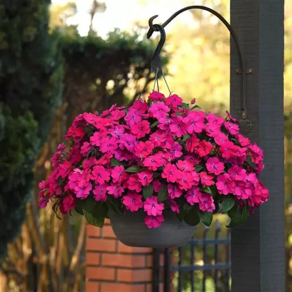 Бальзамин межвидовой Solarscape Маджента Восторг - Magenta Bliss, Impatiens hybrida - Фото №2