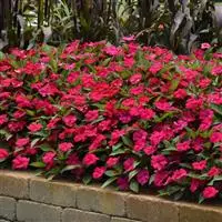 Бальзамин межвидовой Solarscape Маджента Восторг - Magenta Bliss, Impatiens hybrida - Фото №3