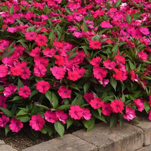 Бальзамин межвидовой Solarscape Маджента Восторг - Magenta Bliss, Impatiens hybrida - Фото №5