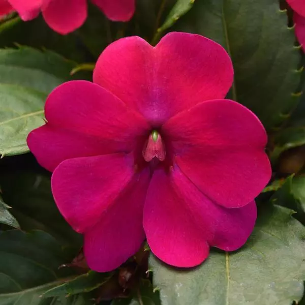 Бальзамин межвидовой Solarscape Маджента Восторг - Magenta Bliss, Impatiens hybrida - Фото №1