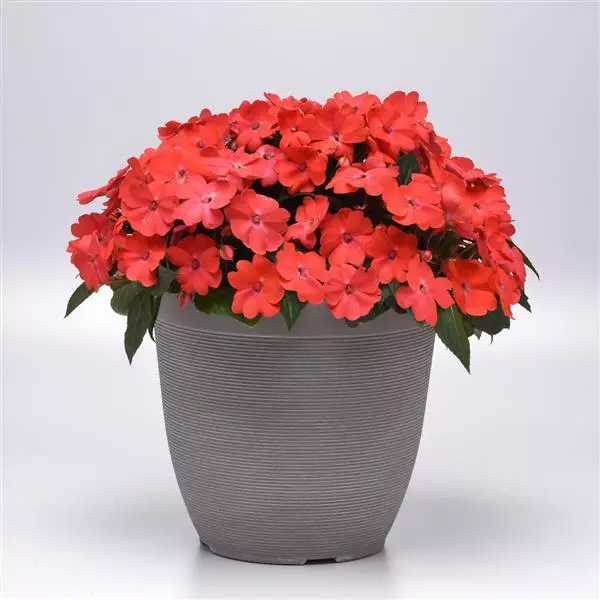 Бальзамин межвидовой Solarscape Лососёвый Пунш - Salmon Punch, Impatiens hybrida - Фото №3