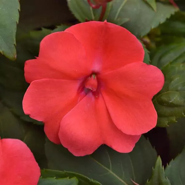Бальзамин межвидовой Solarscape Лососёвый Пунш - Salmon Punch, Impatiens hybrida - Фото №1
