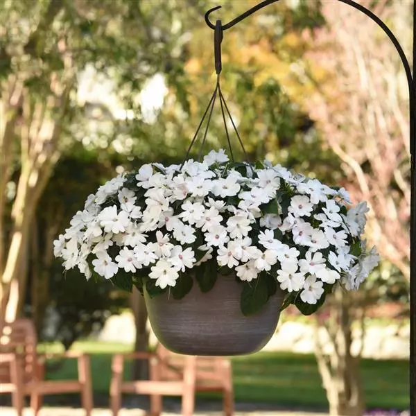 Бальзамин межвидовой Solarscape Белая Жемчужина - White Pearl, Impatiens hybrida - Фото №2