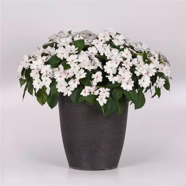 Бальзамин межвидовой Solarscape Белая Жемчужина - White Pearl, Impatiens hybrida - Фото №3
