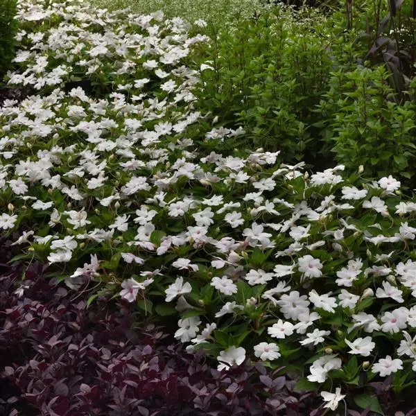 Бальзамин межвидовой Solarscape Белая Жемчужина - White Pearl, Impatiens hybrida - Фото №4