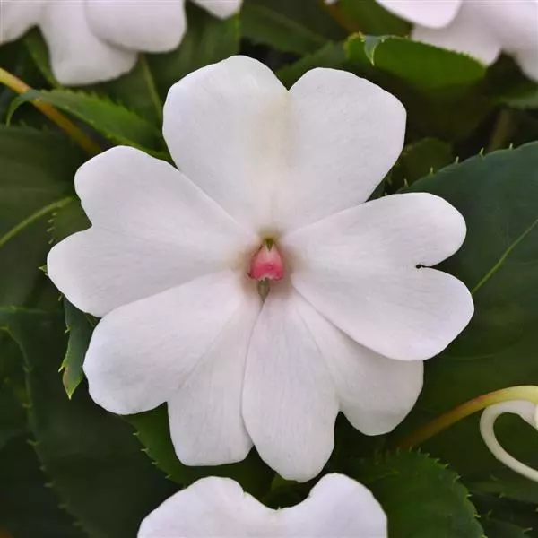 Бальзамин межвидовой Solarscape Белая Жемчужина - White Pearl, Impatiens hybrida - Фото №1