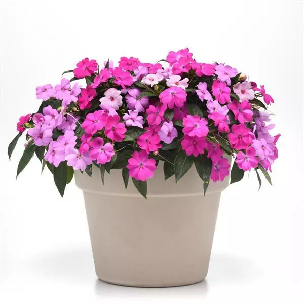 Бальзамин межвидовой Solarscape XL Драгоценные камни смесь - XL Brilliant Gems Mixture, Impatiens hybrida)  - Фото №2