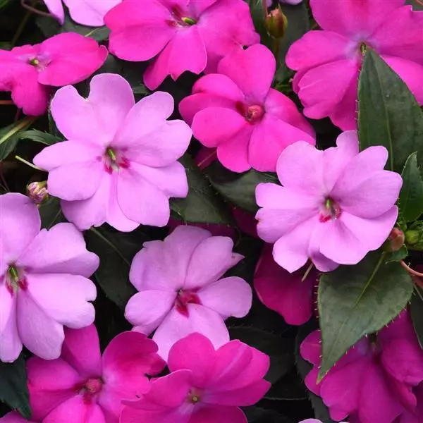 Бальзамин межвидовой Solarscape XL Драгоценные камни смесь - XL Brilliant Gems Mixture, Impatiens hybrida)  - Фото №1