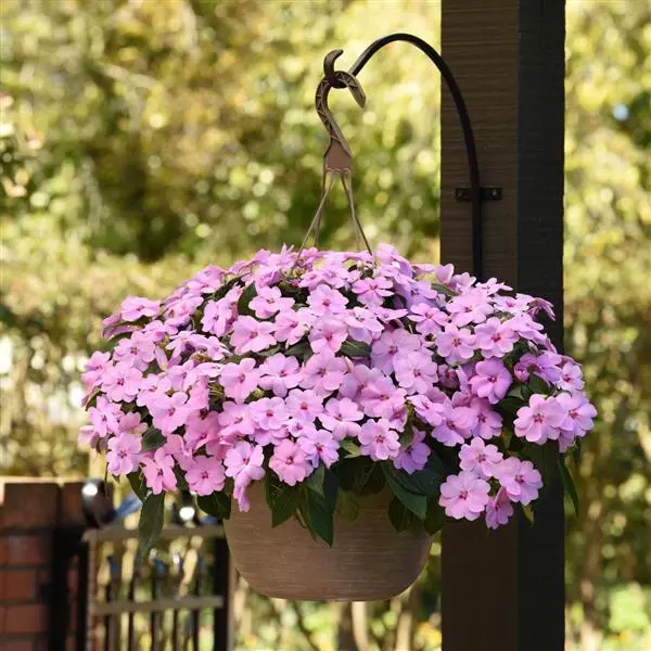 Бальзамин межвидовой Solarscape XL Сиреневая искра - XL Lilac Spark, Impatiens hybrida)  - Фото №2