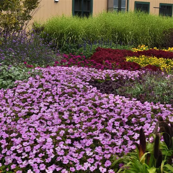 Бальзамин межвидовой Solarscape XL Сиреневая искра - XL Lilac Spark, Impatiens hybrida)  - Фото №3