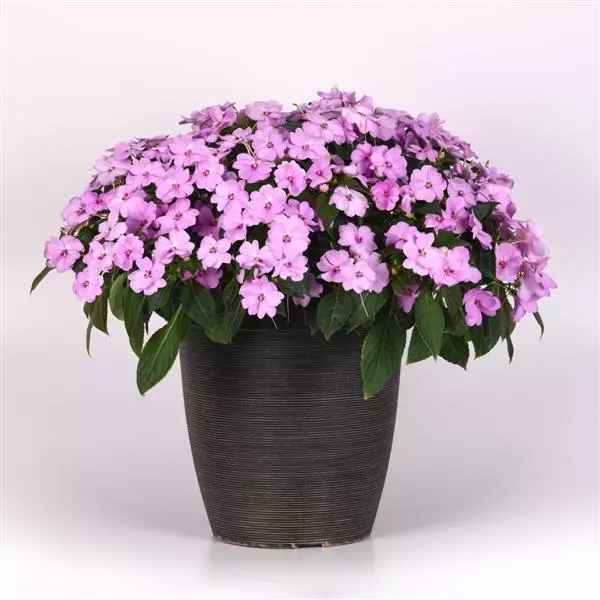 Бальзамин межвидовой Solarscape XL Сиреневая искра - XL Lilac Spark, Impatiens hybrida)  - Фото №4