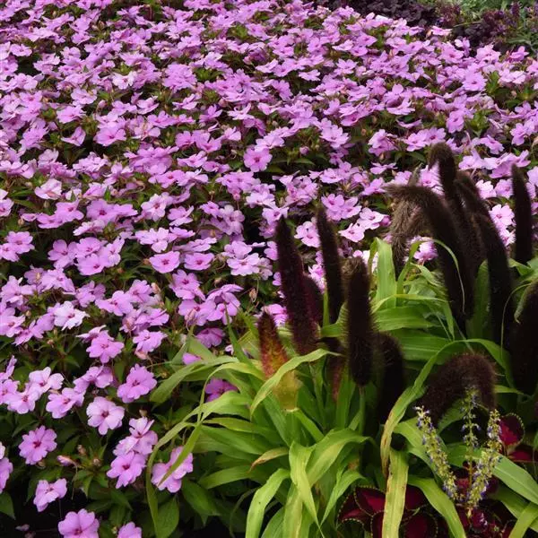 Бальзамин межвидовой Solarscape XL Сиреневая искра - XL Lilac Spark, Impatiens hybrida)  - Фото №5