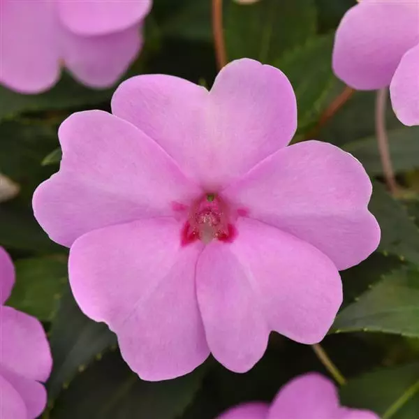 Бальзамин межвидовой Solarscape XL Сиреневая искра - XL Lilac Spark, Impatiens hybrida)  - Фото №1