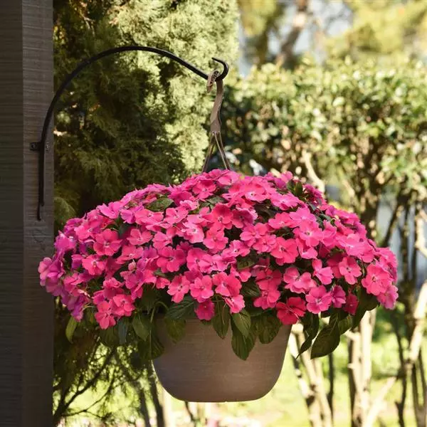 Бальзамин межвидовой Solarscape XL Розовая драгоценность - XL Pink Jewel, Impatiens hybrida - Фото №2
