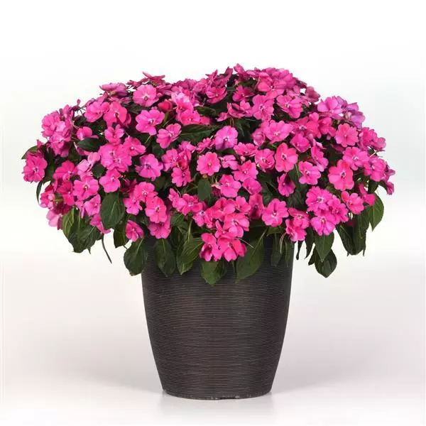 Бальзамин межвидовой Solarscape XL Розовая драгоценность - XL Pink Jewel, Impatiens hybrida - Фото №3