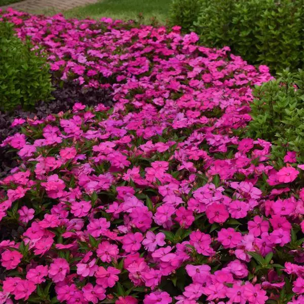 Бальзамин межвидовой Solarscape XL Розовая драгоценность - XL Pink Jewel, Impatiens hybrida - Фото №4