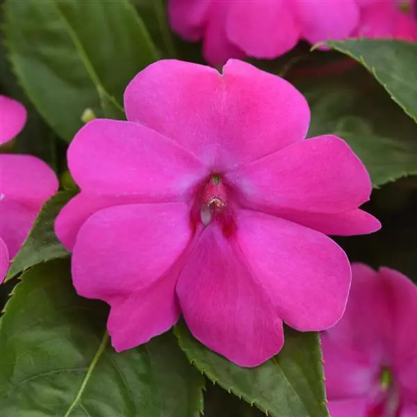 Бальзамин межвидовой Solarscape XL Розовая драгоценность - XL Pink Jewel, Impatiens hybrida - Фото №1
