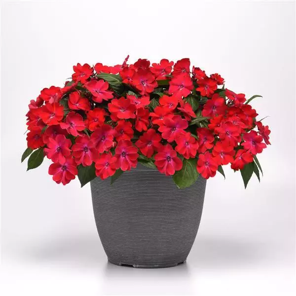 Бальзамин межвидовой Solarscape XL Красное сияние - XL Red Glow, Impatiens hybrida - Фото №2