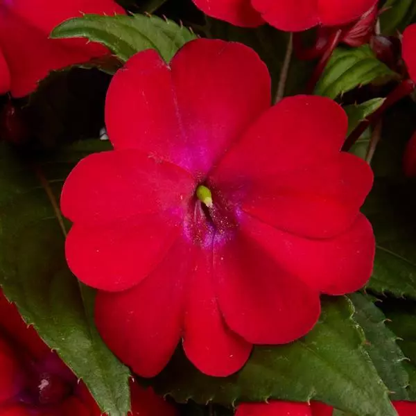 Бальзамин межвидовой Solarscape XL Красное сияние - XL Red Glow, Impatiens hybrida - Фото №1