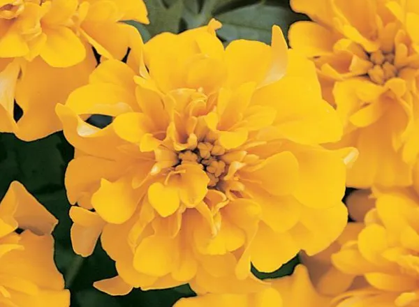 Бархатцы Бонанза Gold French  -  Marigold Bonanza Gold French - Фото №1