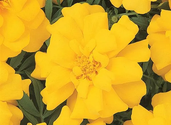 Бархатцы Дюранго Yellow French -  Marigold Durango Yellow French - Фото №1