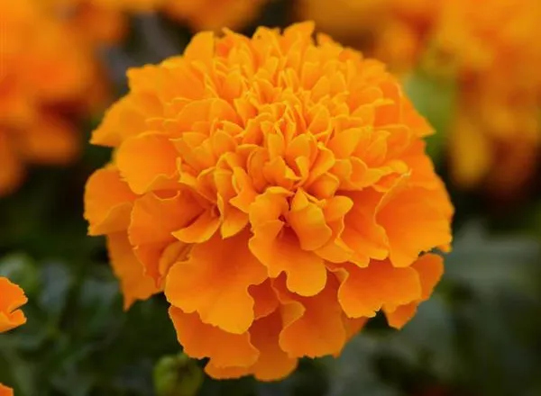Бархатцы Хот Пак Orange French -  Marigold Hot Pak Orange French - Фото №1