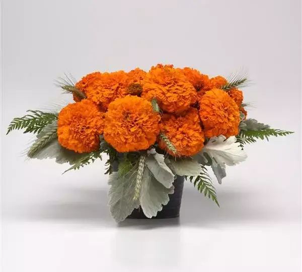 Бархатцы африканские срезочные Хочи Оранжевый - African Marigold (cut flower) Xochi Orange - Фото №2