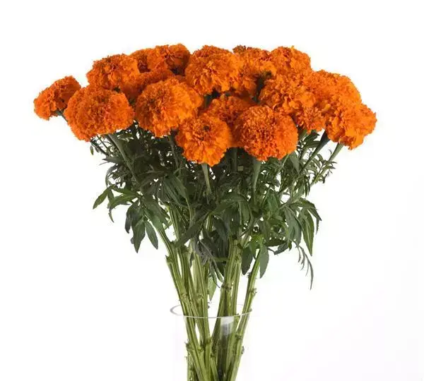 Бархатцы африканские срезочные Хочи Оранжевый - African Marigold (cut flower) Xochi Orange - Фото №3