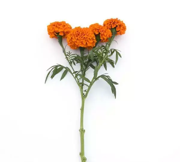 Бархатцы африканские срезочные Хочи Оранжевый - African Marigold (cut flower) Xochi Orange - Фото №4