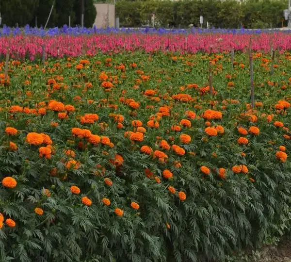 Бархатцы африканские срезочные Хочи Оранжевый - African Marigold (cut flower) Xochi Orange - Фото №5