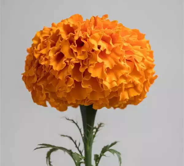 Бархатцы африканские срезочные Хочи Оранжевый - African Marigold (cut flower) Xochi Orange - Фото №1