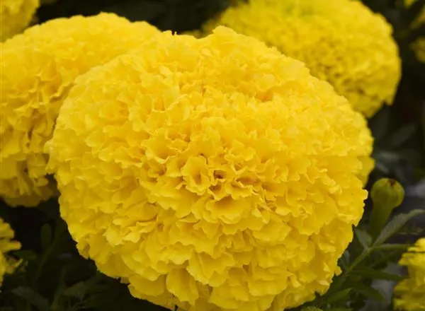 Бархатцы Африканские Марвел II Yellow  - African Marigold Marvel II Yellow  - Фото №1