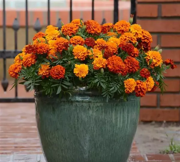 Бархатцы французские Файрбол - French Marigold Fireball - Фото №2