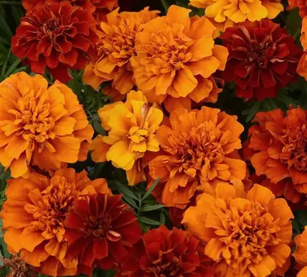 Бархатцы французские Файрбол - French Marigold Fireball - Фото №1