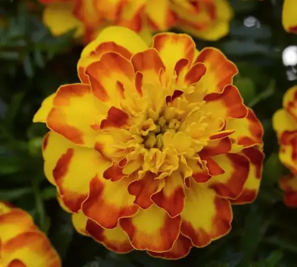 Бархатцы французские Фламенко - French Marigold Flamenco - Фото №1