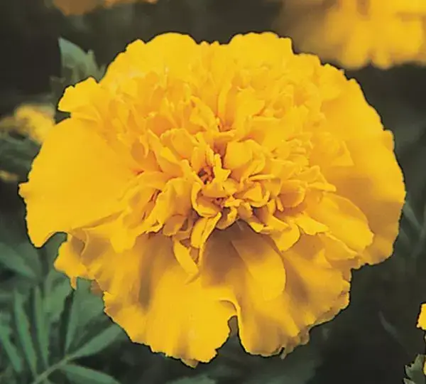 Бархатцы французские Джейни Ярко-жёлтая - French Marigold Janie Bright Yellow - Фото №1