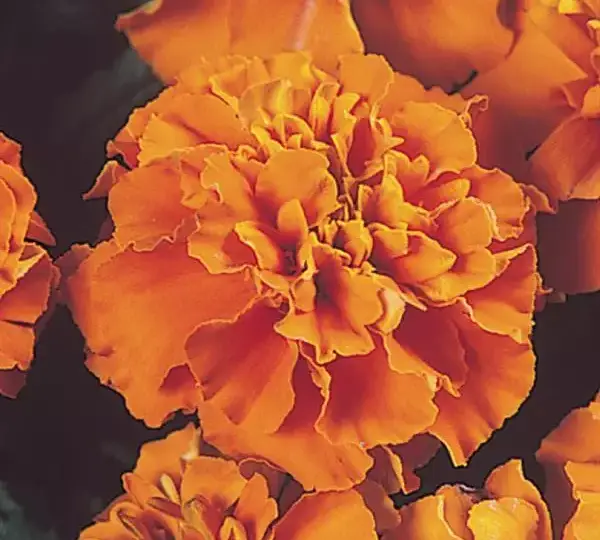 Бархатцы французские Джейни Тёмно-оранжевая - French Marigold Janie Deep Orange - Фото №1