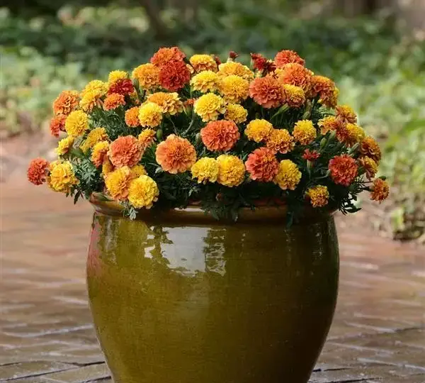 Бархатцы французские Стробери Блонд - French Marigold Strawberry Blonde - Фото №2