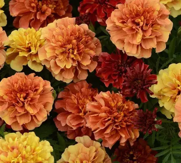 Бархатцы французские Стробери Блонд - French Marigold Strawberry Blonde - Фото №1