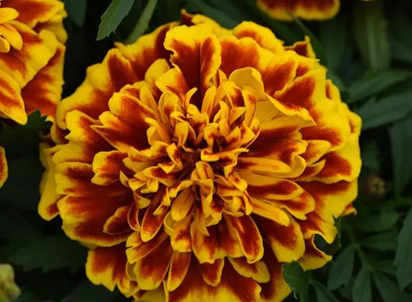 Бархатцы Бонанза Bee French - Marigold Bonanza Bee French  - Фото №1