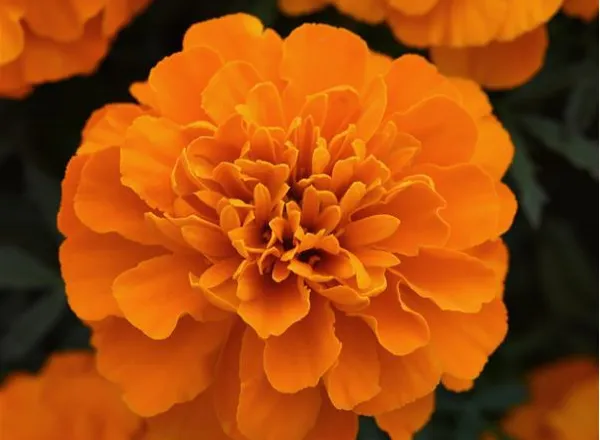 Бархатцы Бонанза Deep Orange French - Marigold Bonanza Deep Orange French  - Фото №1