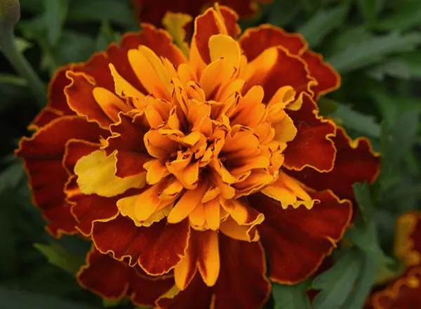 Бархатцы Бонанза Harmony French   - Marigold Bonanza Harmony French  - Фото №1