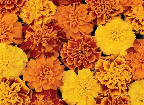 Бархатцы Бонанза Микс - Marigold Bonanza Mixture French  - Фото №1