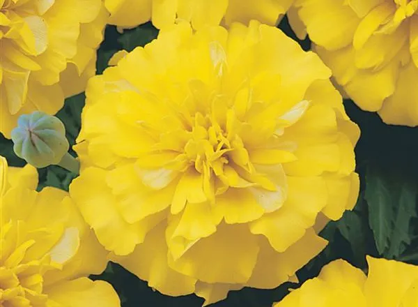 Бархатцы Бонанза Yellow French - Marigold Bonanza Yellow French - Фото №1
