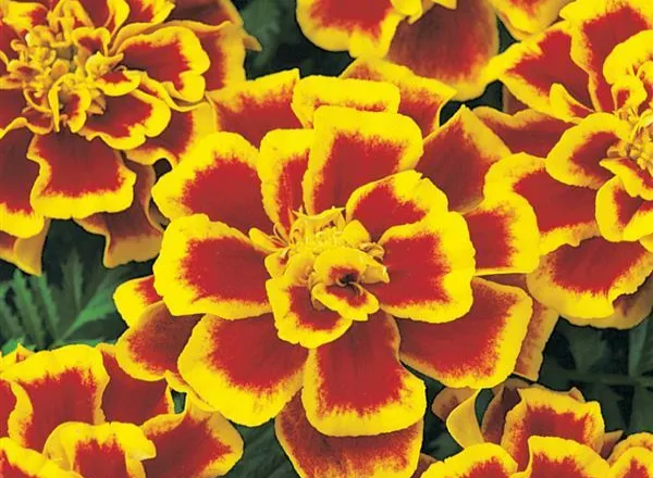 Бархатцы Дюранго Bee French - Marigold Durango Bee French  - Фото №1