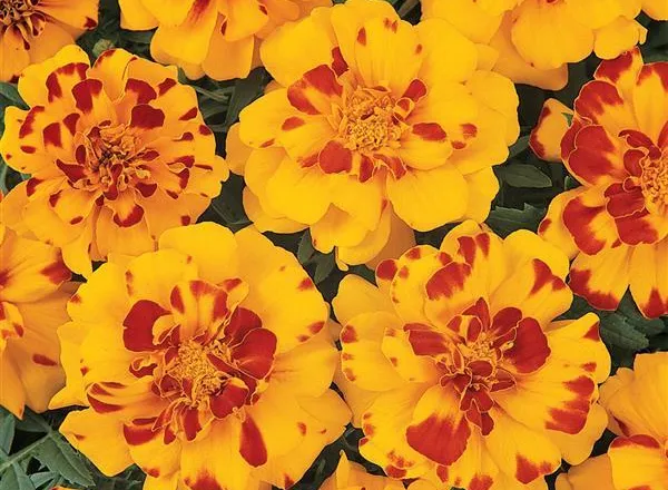Бархатцы Дюранго Bolero French - Marigold Durango Bolero French  - Фото №1