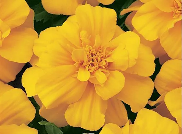 Бархатцы Дюранго Голд  - Marigold Durango Gold French - Фото №1