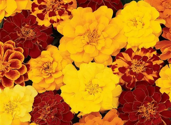 Бархатцы Дюранго Mixture French - Marigold Durango Mixture French  - Фото №1